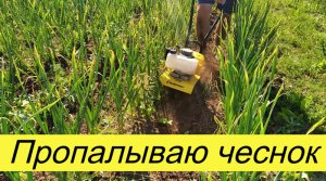 Пропалываю чеснок