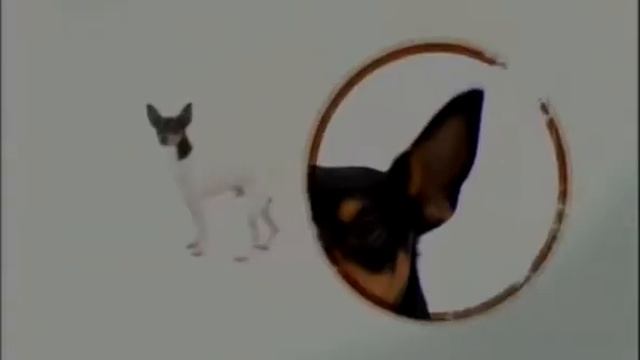 11 Старо английская овчарка бобтейл, чау чау, той фокстерьер, бретонский спаниель, миниатюрный шнау смотреть онлайн