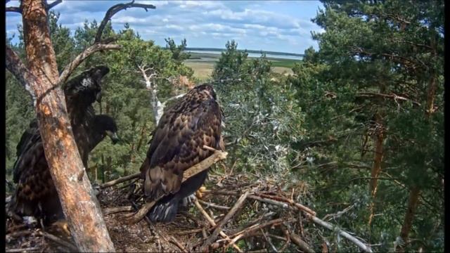 Птенцы Белохвостого орла Эстония 15.06.2016 смотреть онлайн