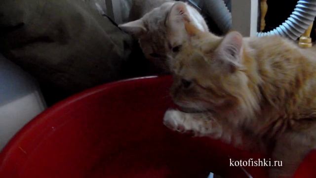 Рыжий котенок пьет воду с лапки, ну очень мило :)| Ginger kitten drinks water from a paw смотреть онлайн