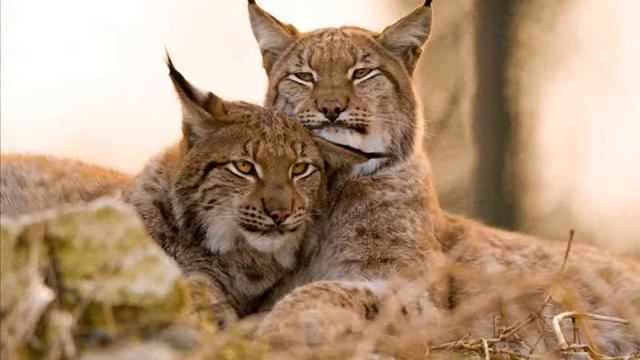 Lynx and Lynx, рoem (Рысь и Рысь, стихи) смотреть онлайн