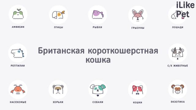 Какие породы кошек самые спокойные?