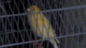 Канарейка чирикает