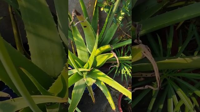 Aloe vera flower bud, Aloe vera flower luck #aloevera #aloveragel #gardentips #plants #terracegarde