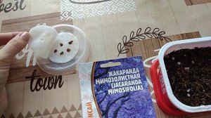 Жакаранда мимозолистная, посев семян, часть 1