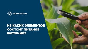 Из каких элементов состоит питание растений?