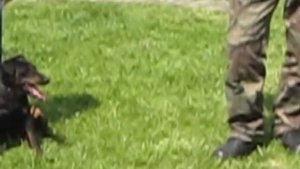 Выставка собак, ягдтерьеры