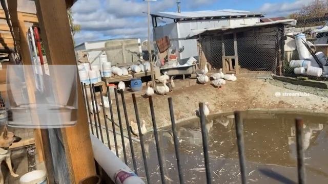 СТРИМ: Прогулка по приюту Хвостатое счастье // Трансляция