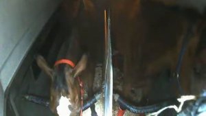 Перевозка лошадей ночью.