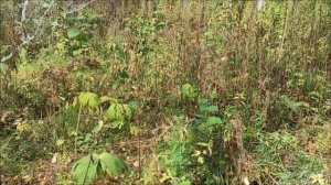 Сбор грибов.Сбор опят.