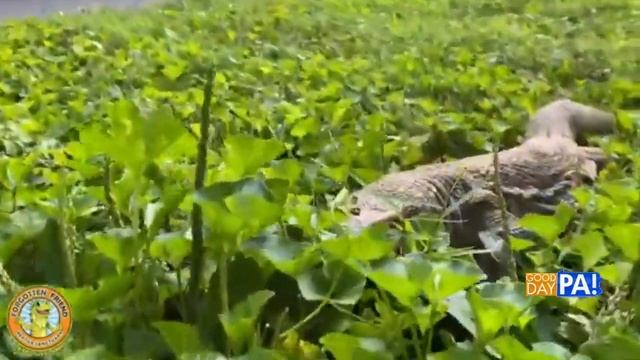 Good Day PA Savannah Monitor segment - 8/6/20 смотреть онлайн