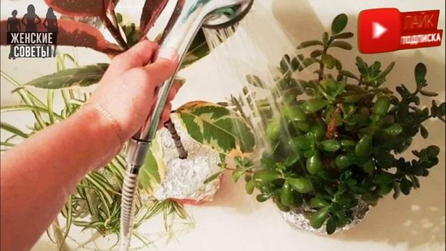 Начала практиковать горячий душ для комнатных растений и цветы преобразились на глазах! смотреть онлайн