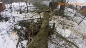 Гнилой ствол, опасное удаление дерева.
