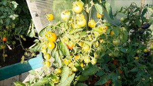 Урожайный сорт Томата Черри Стромболино ./Семена томатов на 2022г. /Как размножить томаты летом?