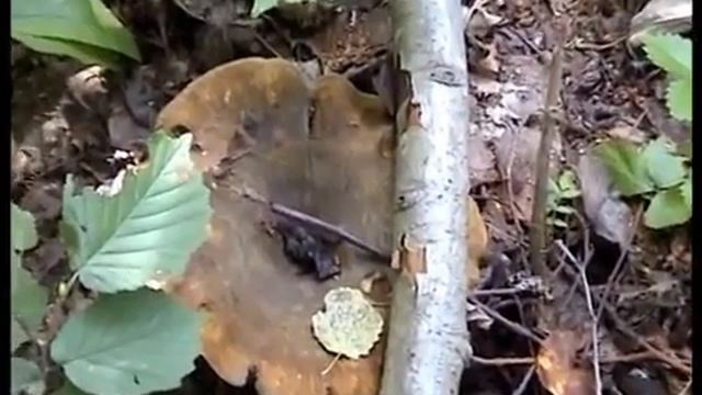 Грибы Веселки и ведьмины яйца в лесу. Как собирают. Рядовки. Грузди. Паутинники. Где искать. смотреть онлайн