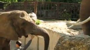 Slony / Elephants ZOO Bojnice