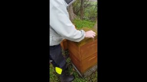 Развития  пчел на двух матках