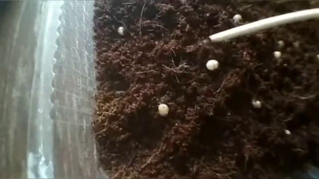 Улитята Ахатины вылупились! смотреть онлайн