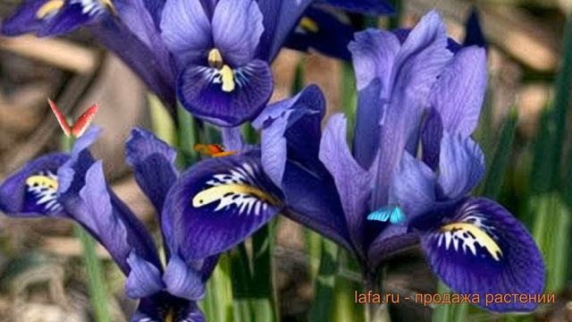 Ирис обыкновенный сетчатый Пикси ? обзор: как сажать, луковицы ириса сетчатый Пикси смотреть онлайн