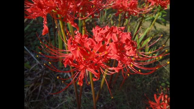 Magical Flower - Lycoris Radiata смотреть онлайн