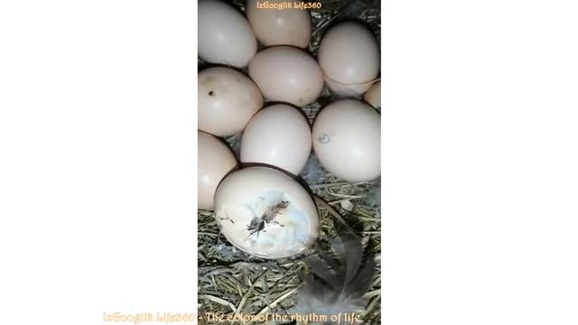Вылупление птенца из яйца. Вылупление цыпленка. Рождение птенца