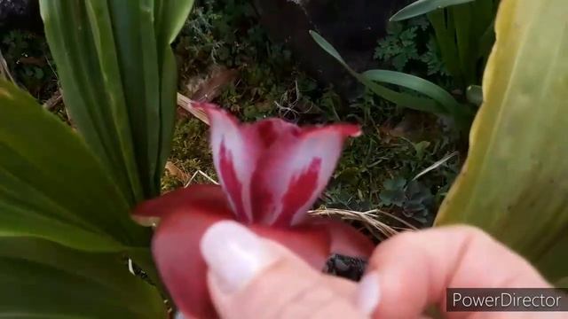 ОРХИДЕЯ ЛИКАСТА первое домашнее цветение. Lycaste Maria Liz
