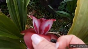 ОРХИДЕЯ ЛИКАСТА первое домашнее цветение. Lycaste Maria Liz