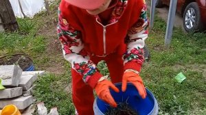 Вот так бродиловка, всё прет!!! Посеем Пожуем