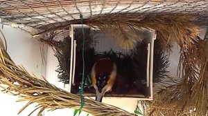 Щегол кормит птенцов