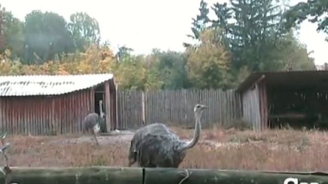 Зоопарк Киев смотреть онлайн