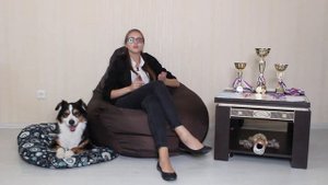 Австралийская овчарка. Все о породе австралийская овчарка. Все об австралийской овчарке.