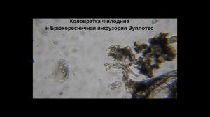 Научно-популярный фильм_"Удивительный микромир в капле аквариумной воды"