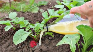 Редис растет очень вкусным крупным жгучим после этой подкормки! Чем подкормить редис?