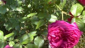Роза Сальма ес саид  rose Salma Es-Said