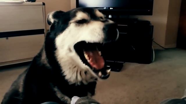 10 СПОСОБОВ ПОНЯТЬ ЧТО ГОВОРИТ СОБАКА[БелыйкотТВ] смотреть онлайн