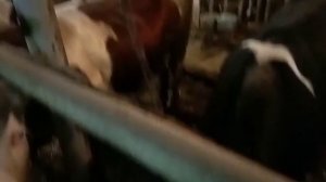 VID-20220827-WA0008.mp4