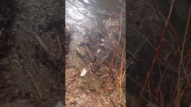 В пруду оказалась мертвая рыба. Давайте наберём 100 подписчиков смотреть онлайн