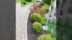 7 вечнозеленых растений