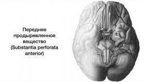 Обонятельный мозг - анатомия центральной нервной системы (ЦНС)