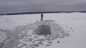 Морж-бердчанин чуть не заблудился подо льдом