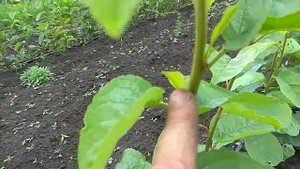 КАК СФОРМИРОВАТЬ КРОНУ МОЛОДОГО САЖЕНЦА,ПРИЩИПЫВАЕМ ВЕРХУШКИ ЛЕТОМ