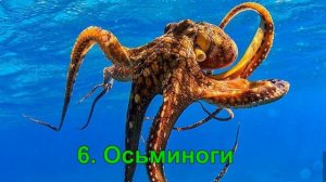 Топ 10 самых умных животных в мире