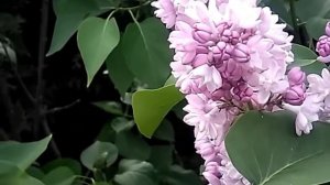 Сирень Фэнтези