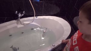 Акула растущая в воде