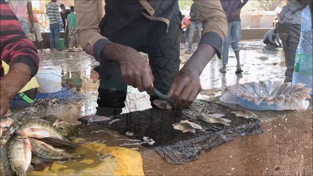 Ethiopia, Awassa 2022 - impressions, attractions, street scenery смотреть онлайн