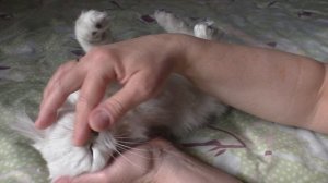 Как правильно гладить кота.