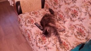Кошка спит и собака!