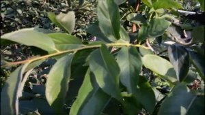 Хурма Мариуполь.Хурма кавказская как подвой.23 августа 2021.