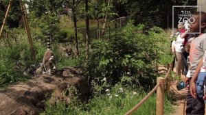 Lemur walkthrough - RZSS Edinburgh Zoo