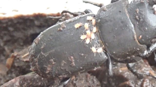 Клещи Хотят Сожрать Жука-Бронзовку и Жука-Рогача? смотреть онлайн